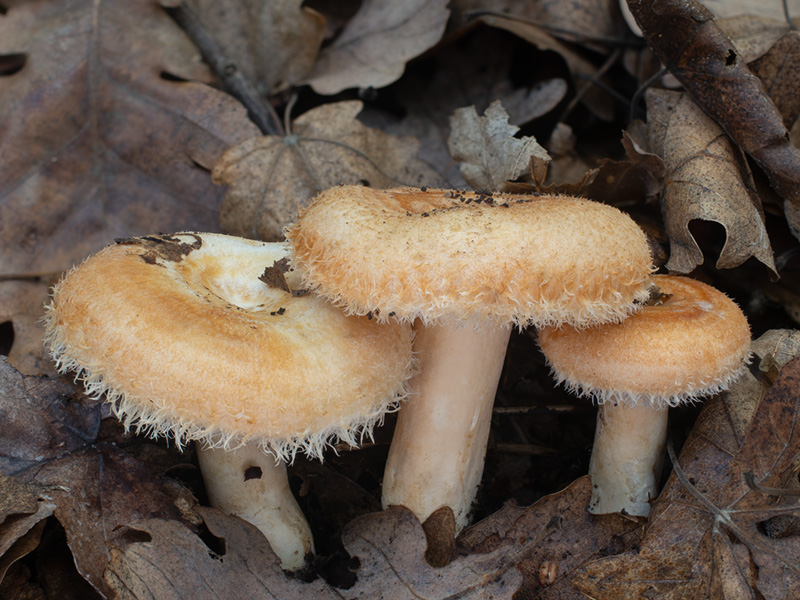 Lactarius mairei Lactarius mairei
